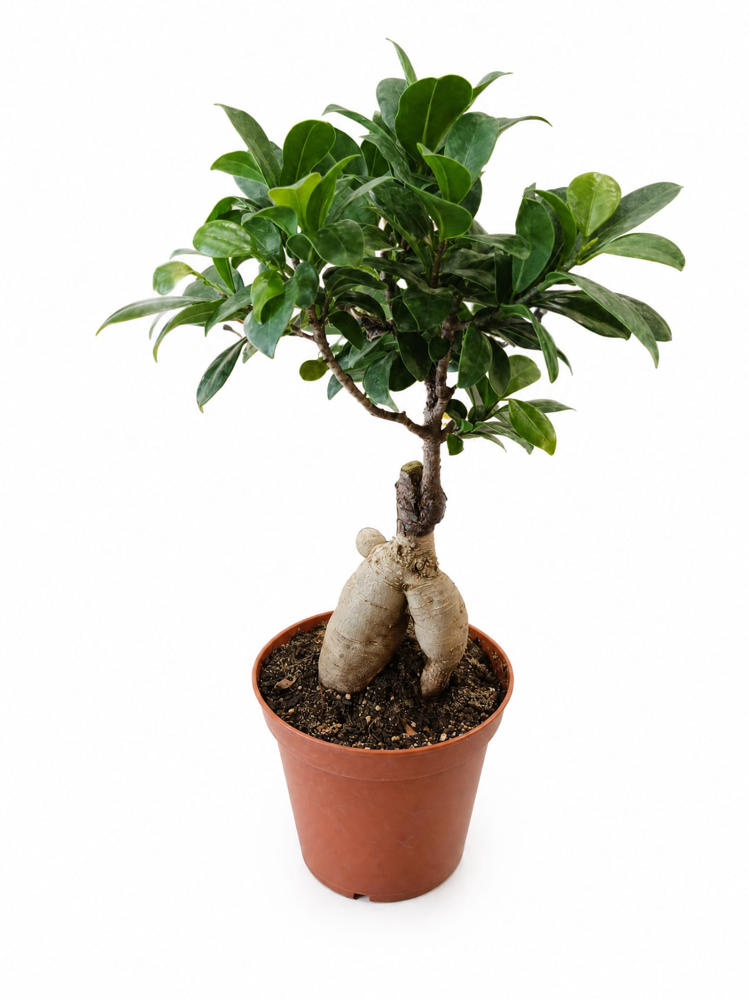 Bonzai